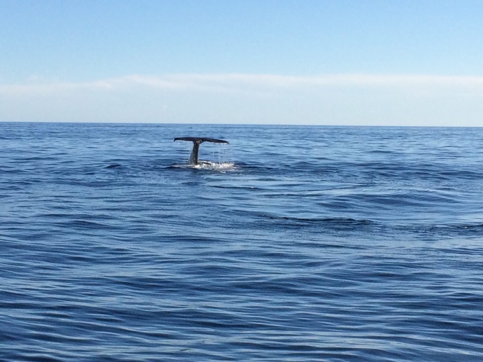 plongeon dans l'océan