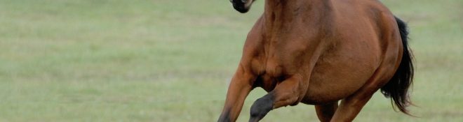 J’écris à grand galop sur la plage du temps.