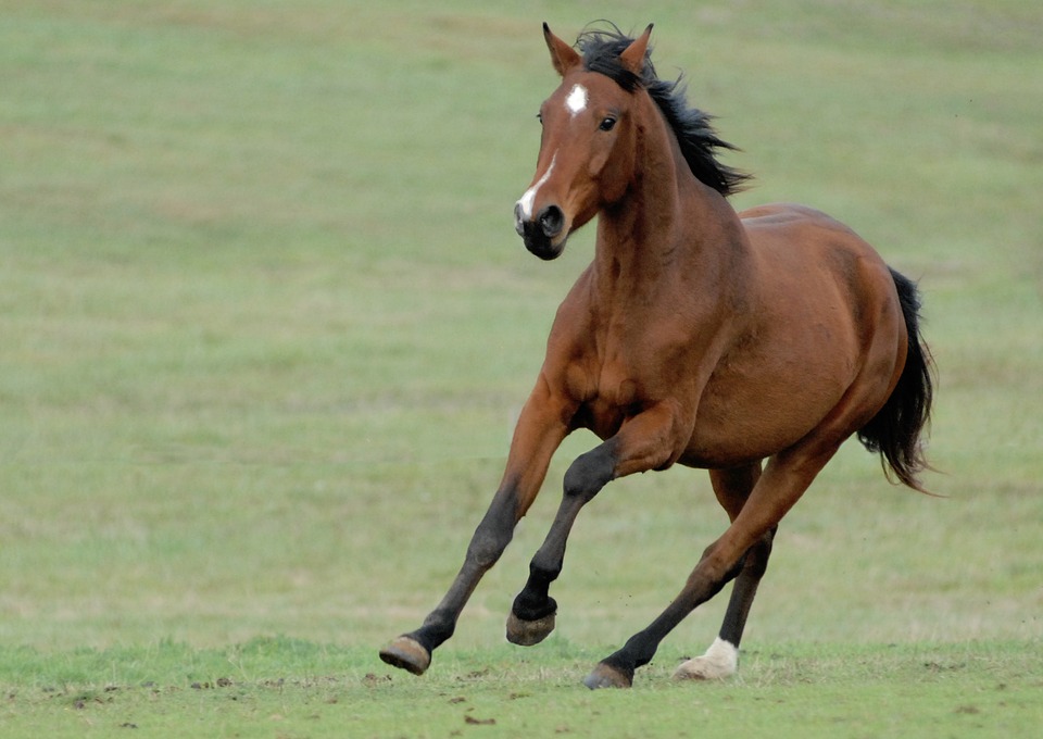 sur le galop du temps