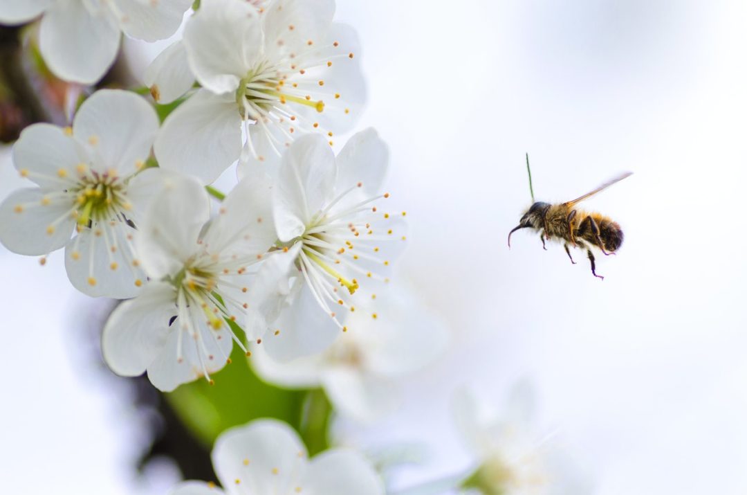 le printemps